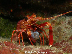 red banded lobster with his lunch at two for you dive sit... by Victor J. Lasanta 